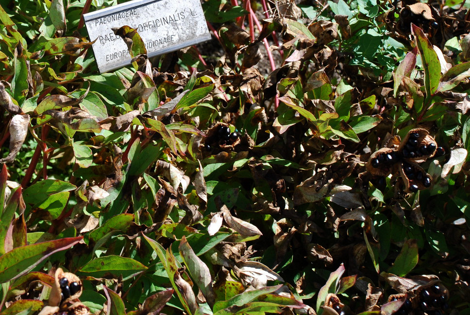 Orto Botanico_045.JPG - PEONIA OFFICINALE